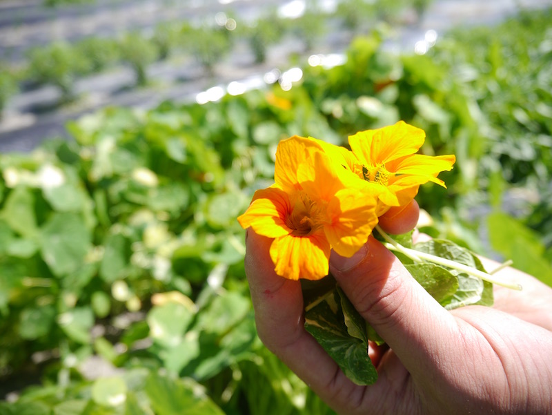 ナスタチウムという食べられるお花（エディブルフラワー）。ほんのり香りがします。